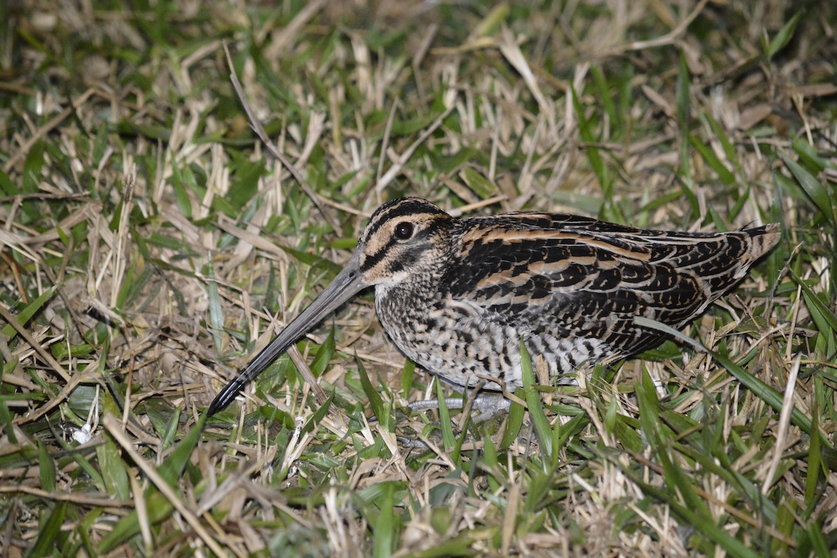 Giant Snipe - ML259602011