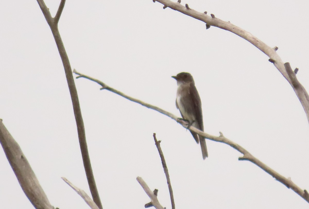 Olive-sided Flycatcher - Oliver  Komar