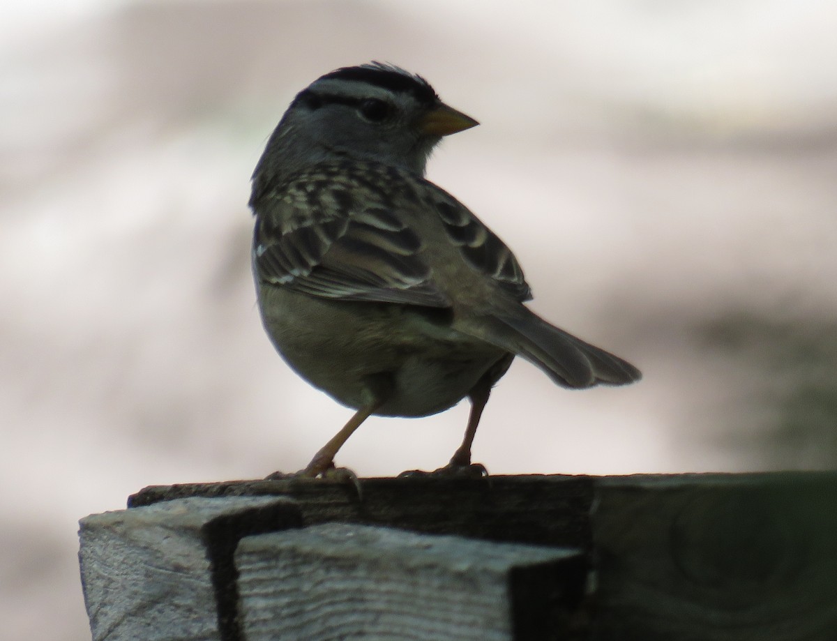White-crowned Sparrow - ML25960291