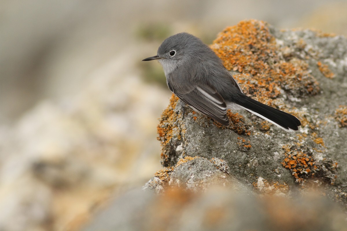 Blue-gray Gnatcatcher - Evan Lipton