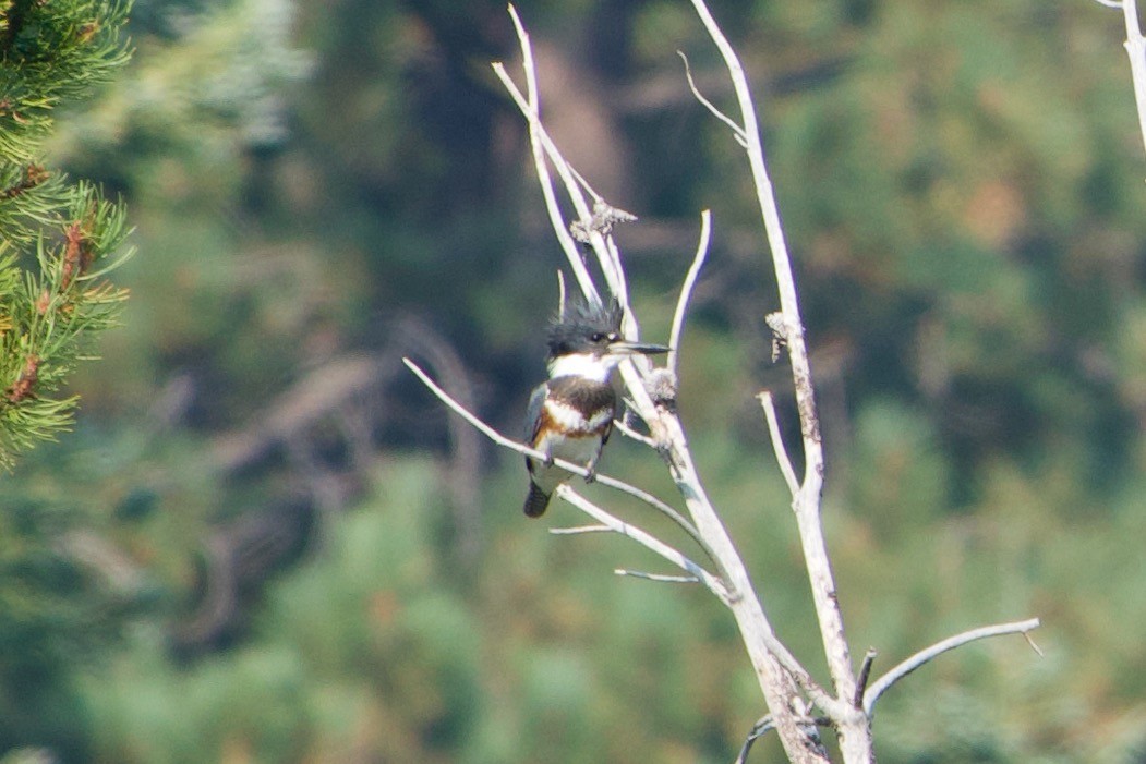 belteisfugl - ML259604841