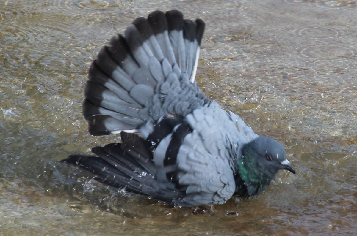 Rock Pigeon - ML259606801