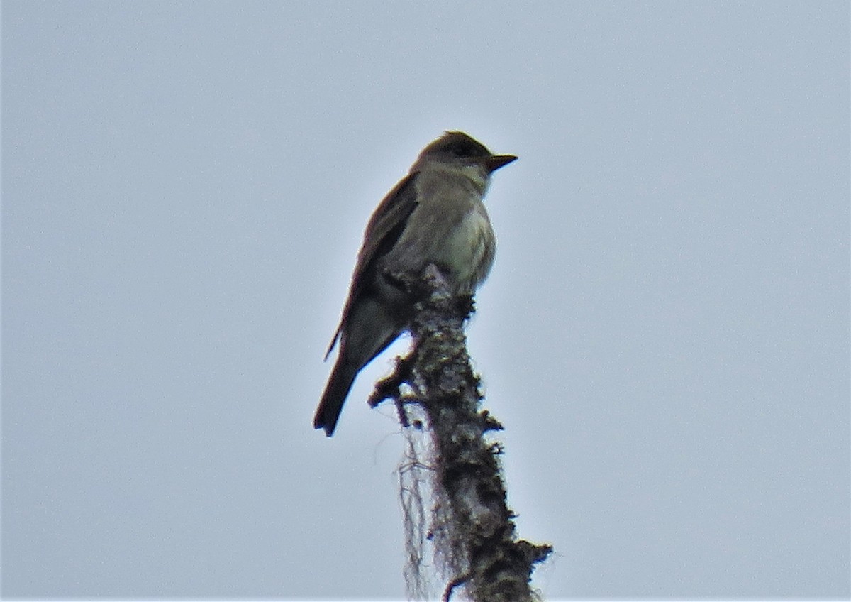 Olive-sided Flycatcher - ML259607811