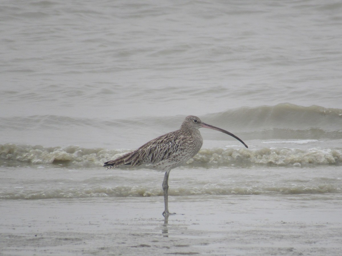 Eurasian Curlew - ML259607911