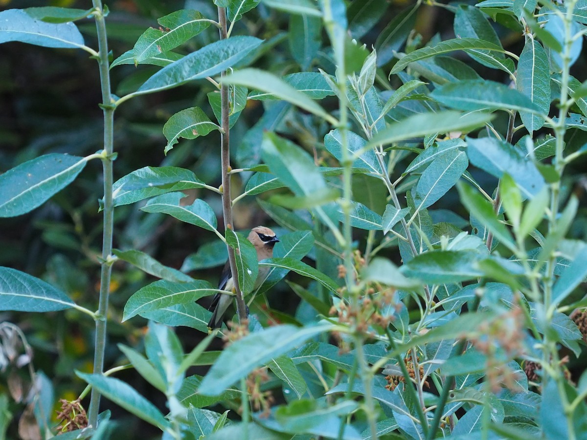 Cedar Waxwing - ML259609641