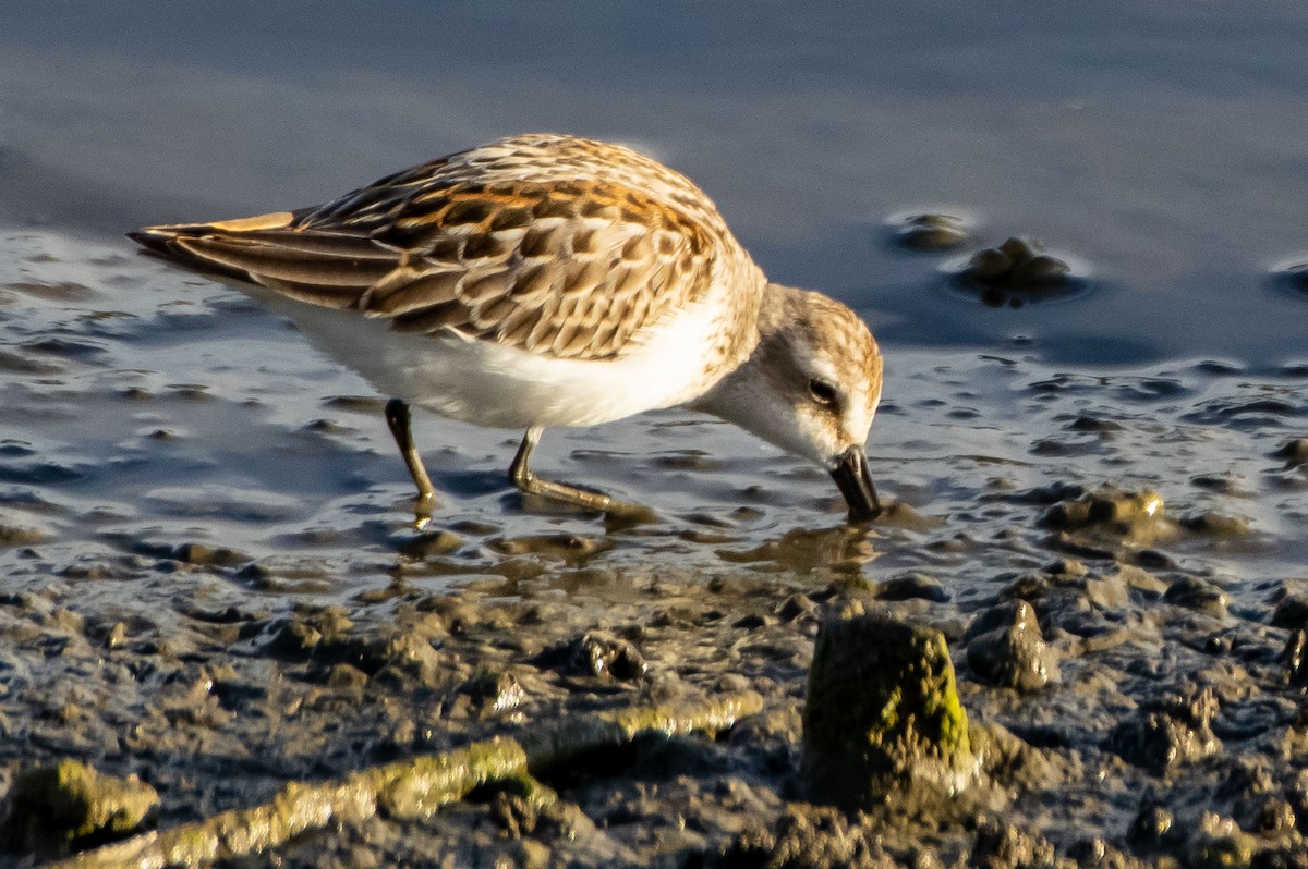 Western Sandpiper - Phil Kahler