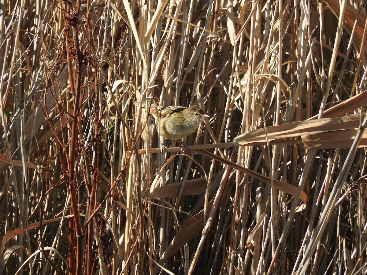 Little Grassbird - ML259610841