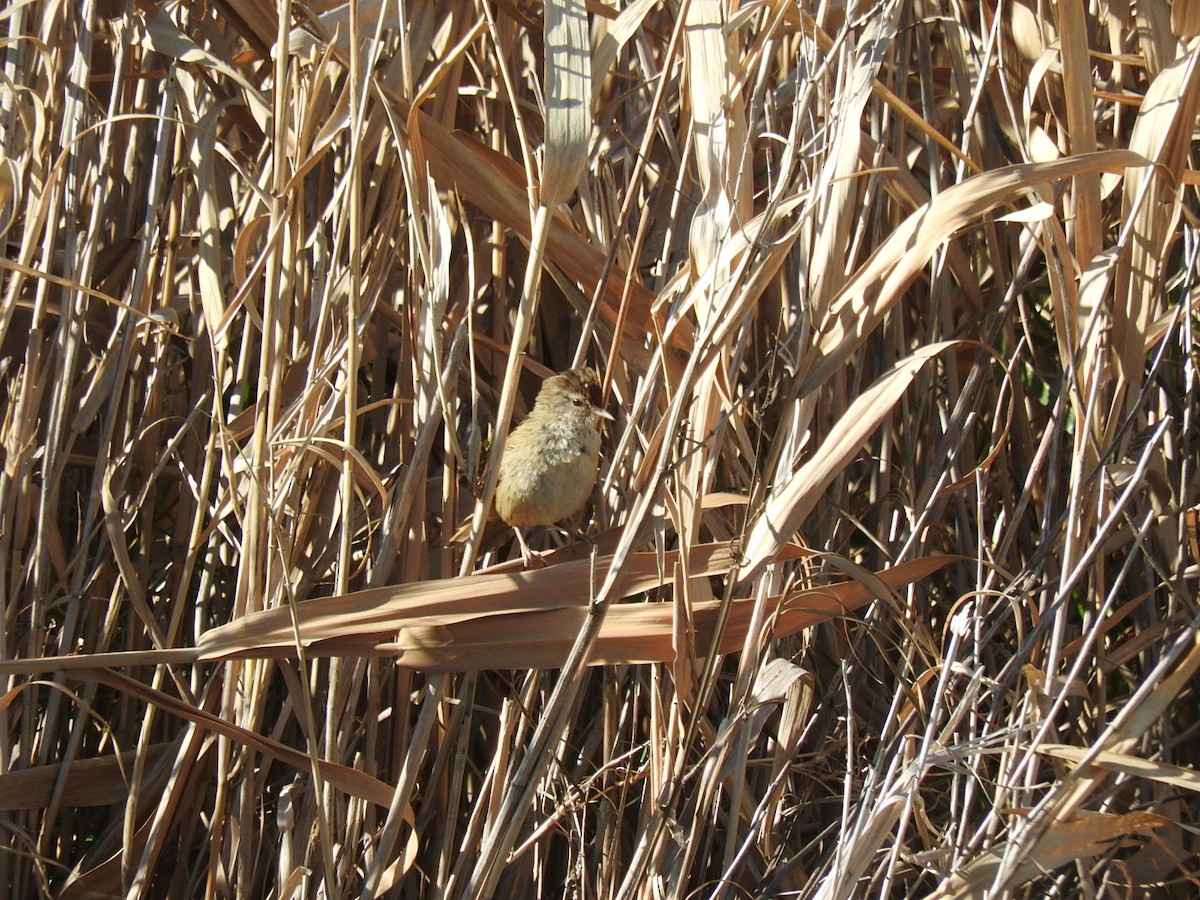 Little Grassbird - ML259611081