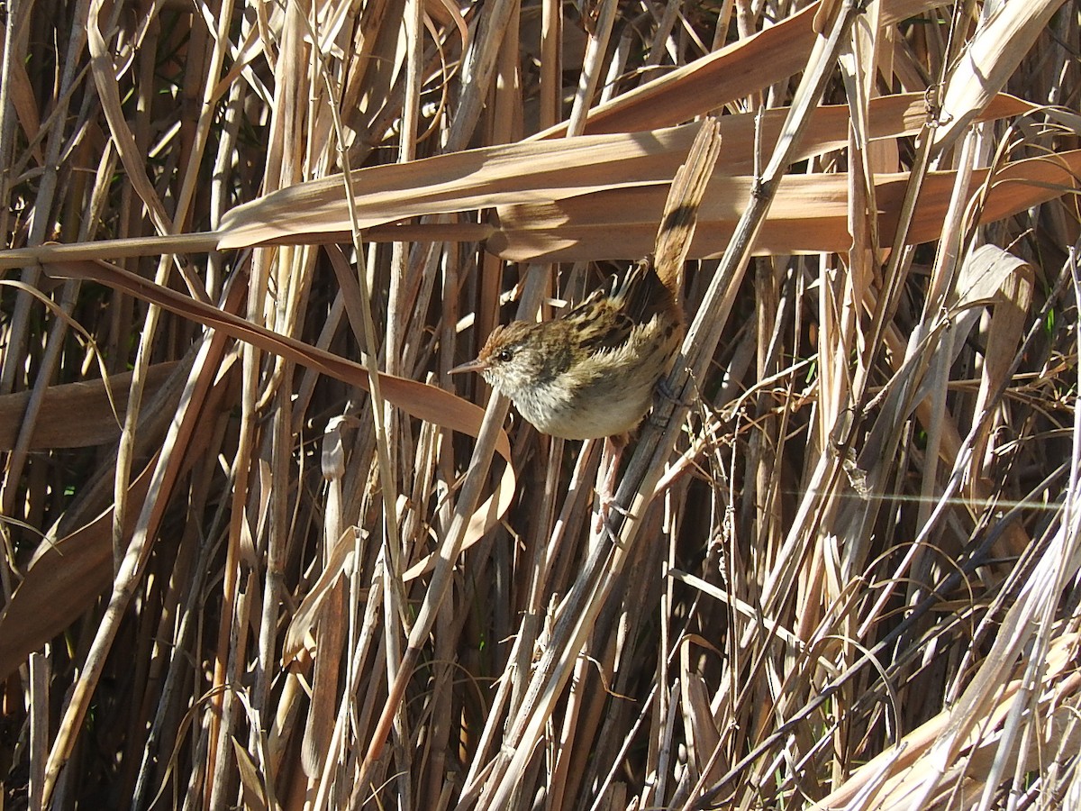 Little Grassbird - ML259611241