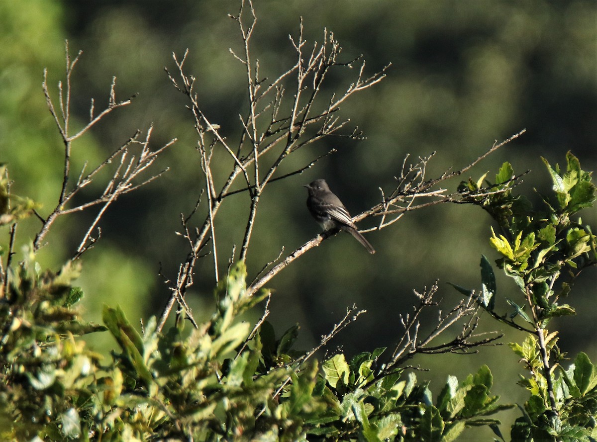 Black Phoebe - ML259611771