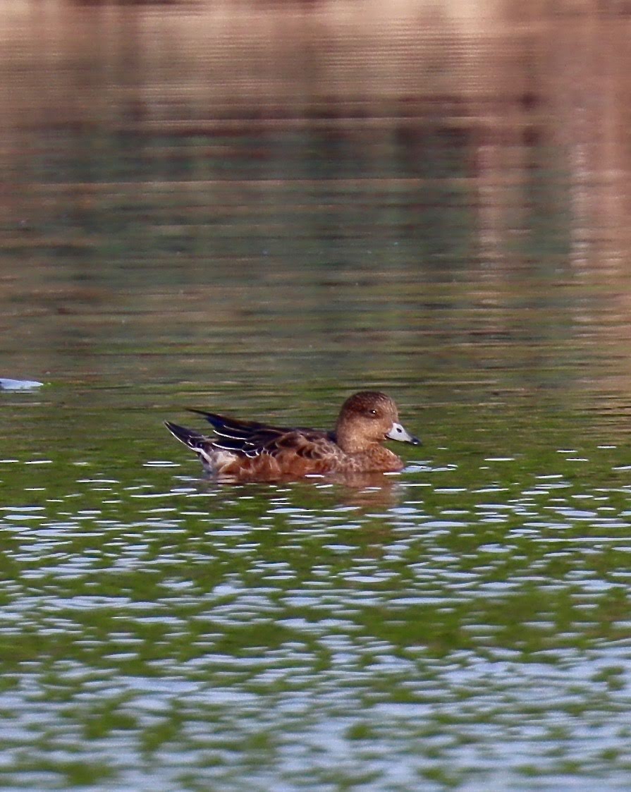 Eurasian Wigeon - ML259611911