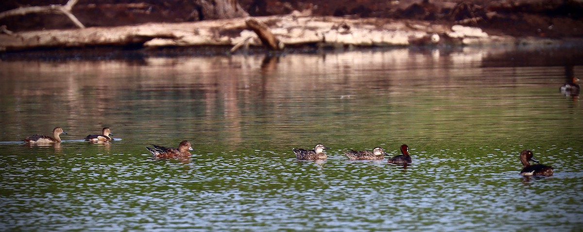 Garganey - ML259611971