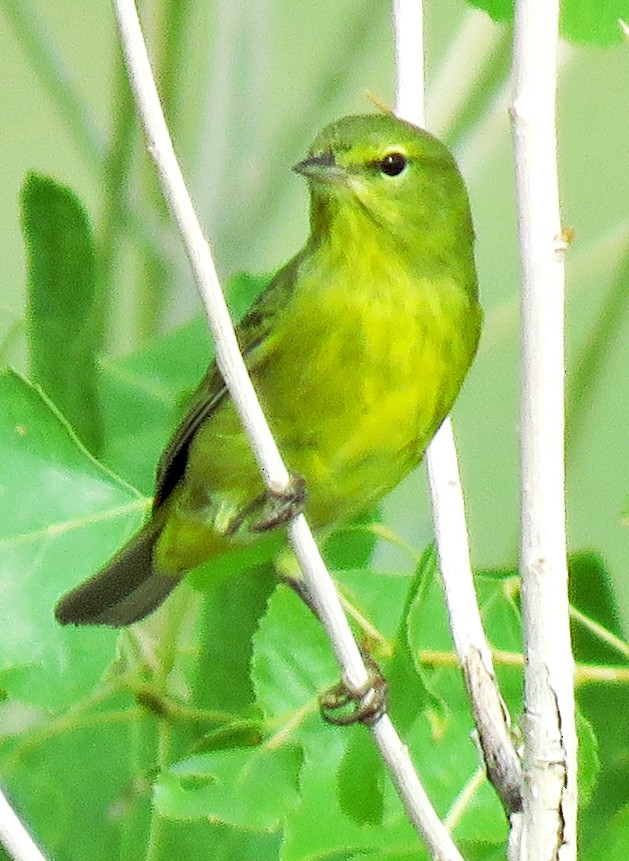 Orange-crowned Warbler - Diane Drobka