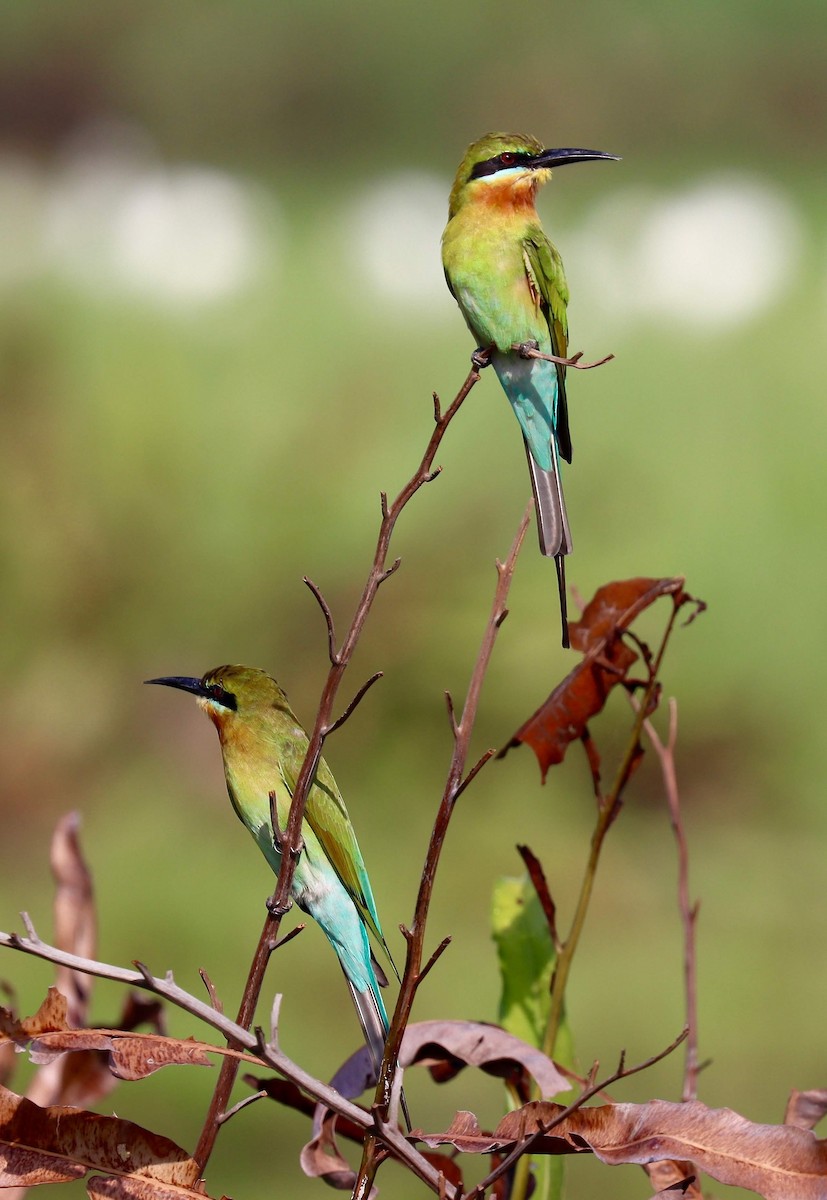 Blue-tailed Bee-eater - ML259612171