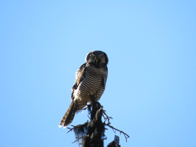 Northern Hawk Owl - ML259612931