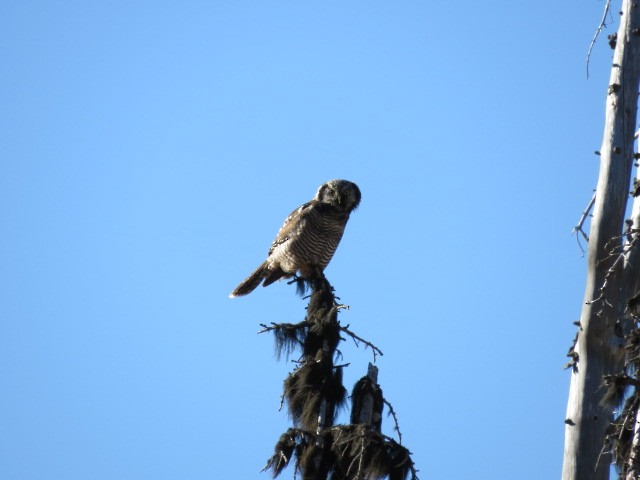 Northern Hawk Owl - ML259613011