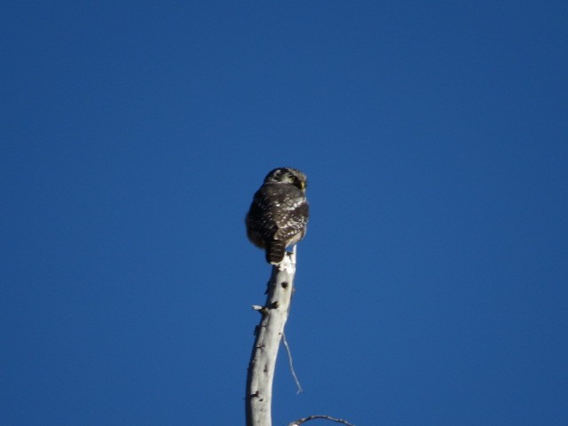 Northern Hawk Owl - ML259613031