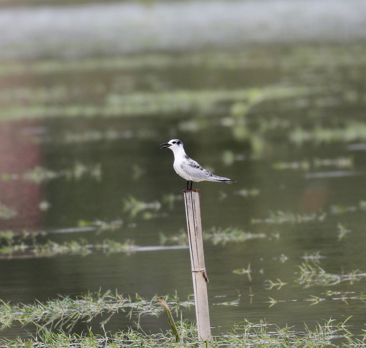 Whiskered Tern - ML259613171