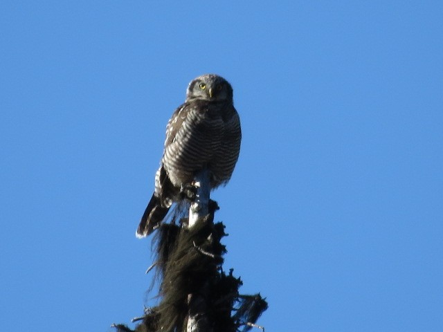 Northern Hawk Owl - ML259613181