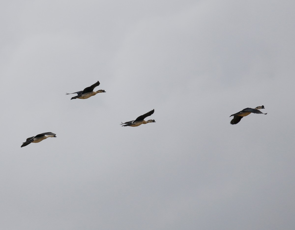 Knob-billed Duck - Mark  Hogarth