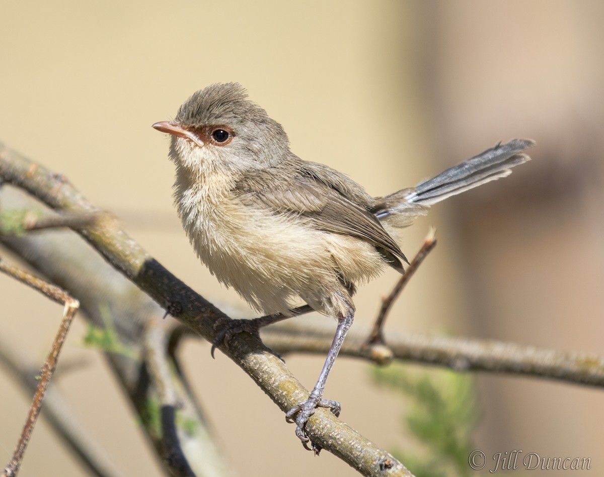 Purple-backed Fairywren - ML259614401