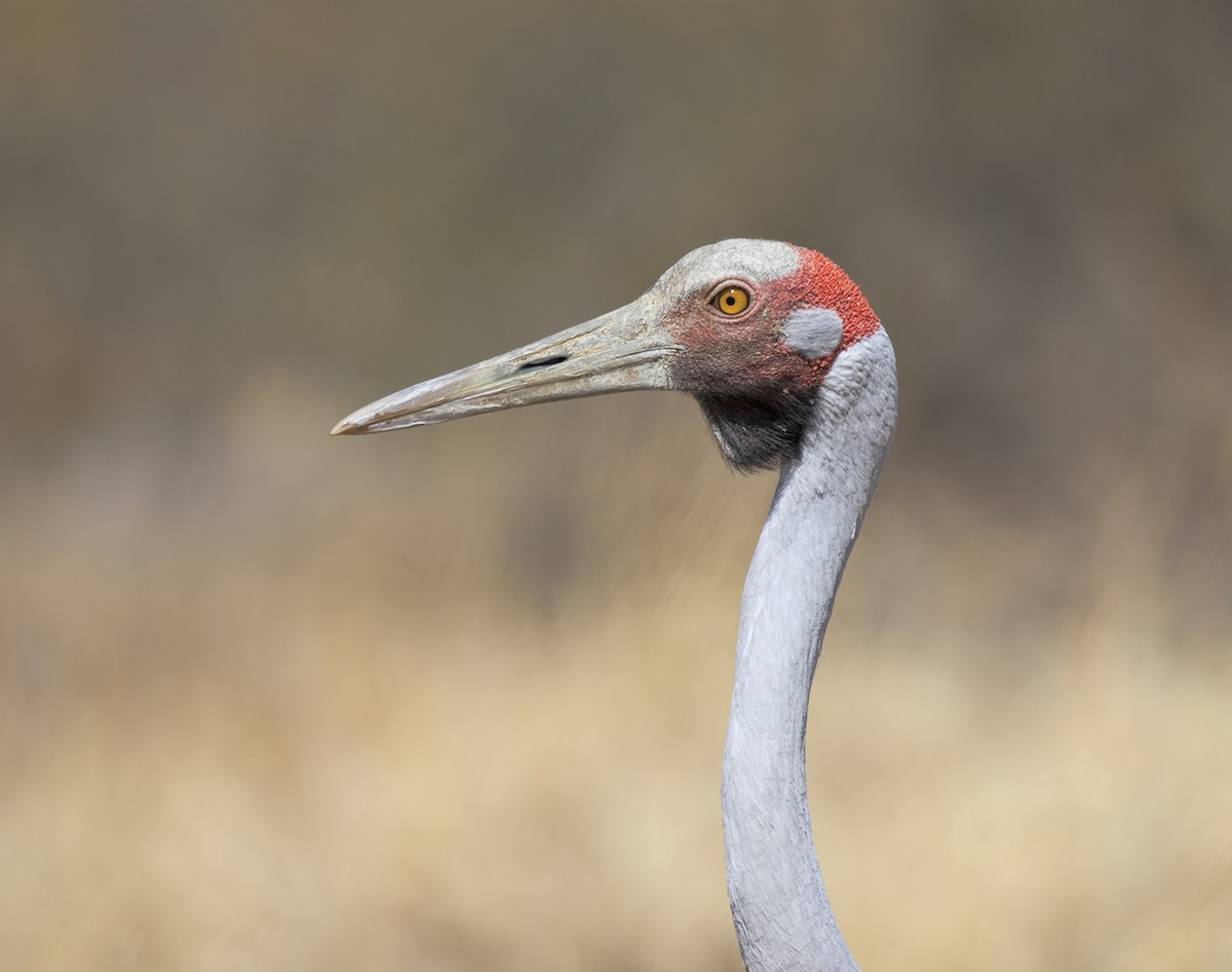 Grue brolga - ML259614541