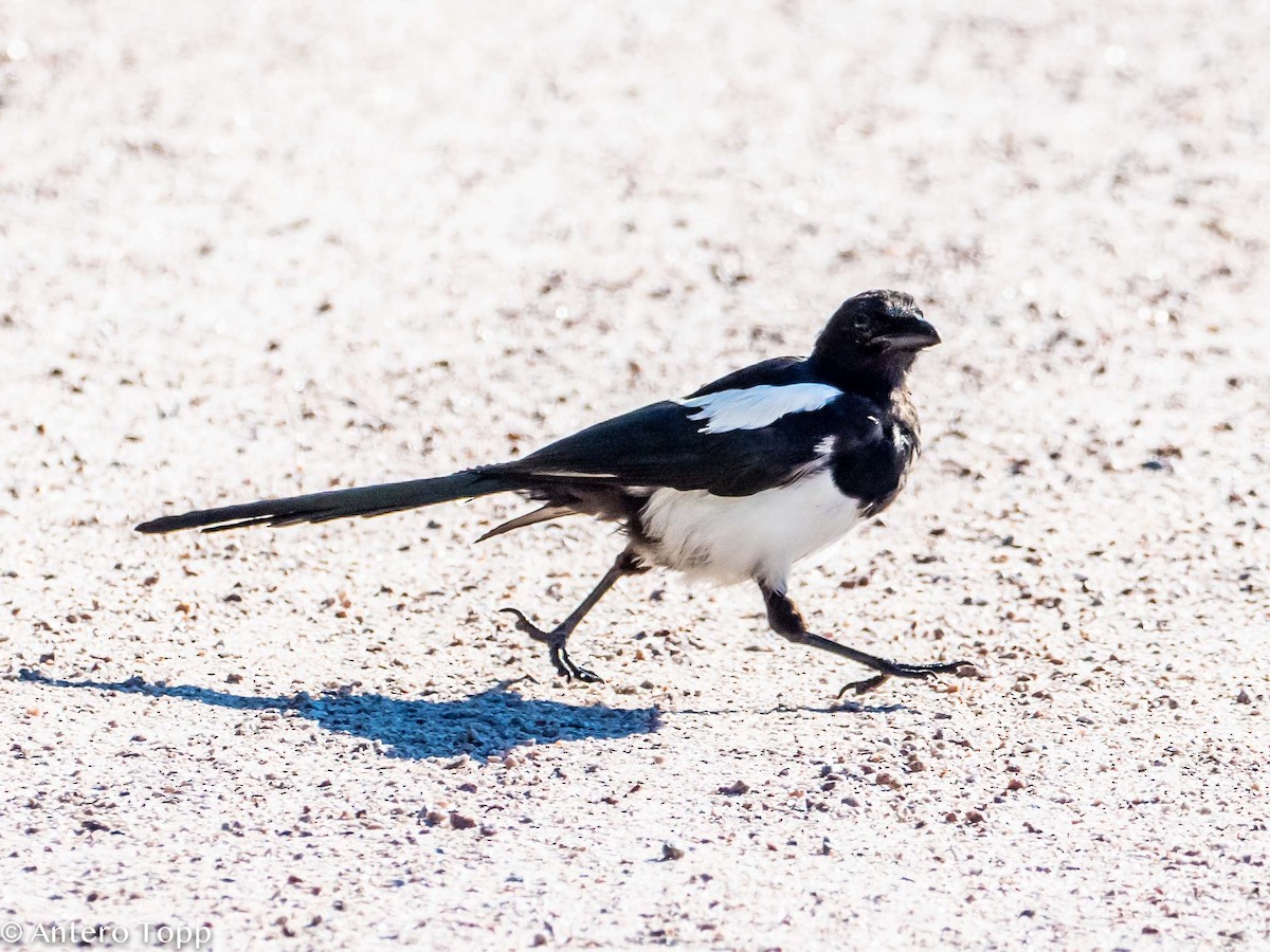 Eurasian Magpie - ML259614561