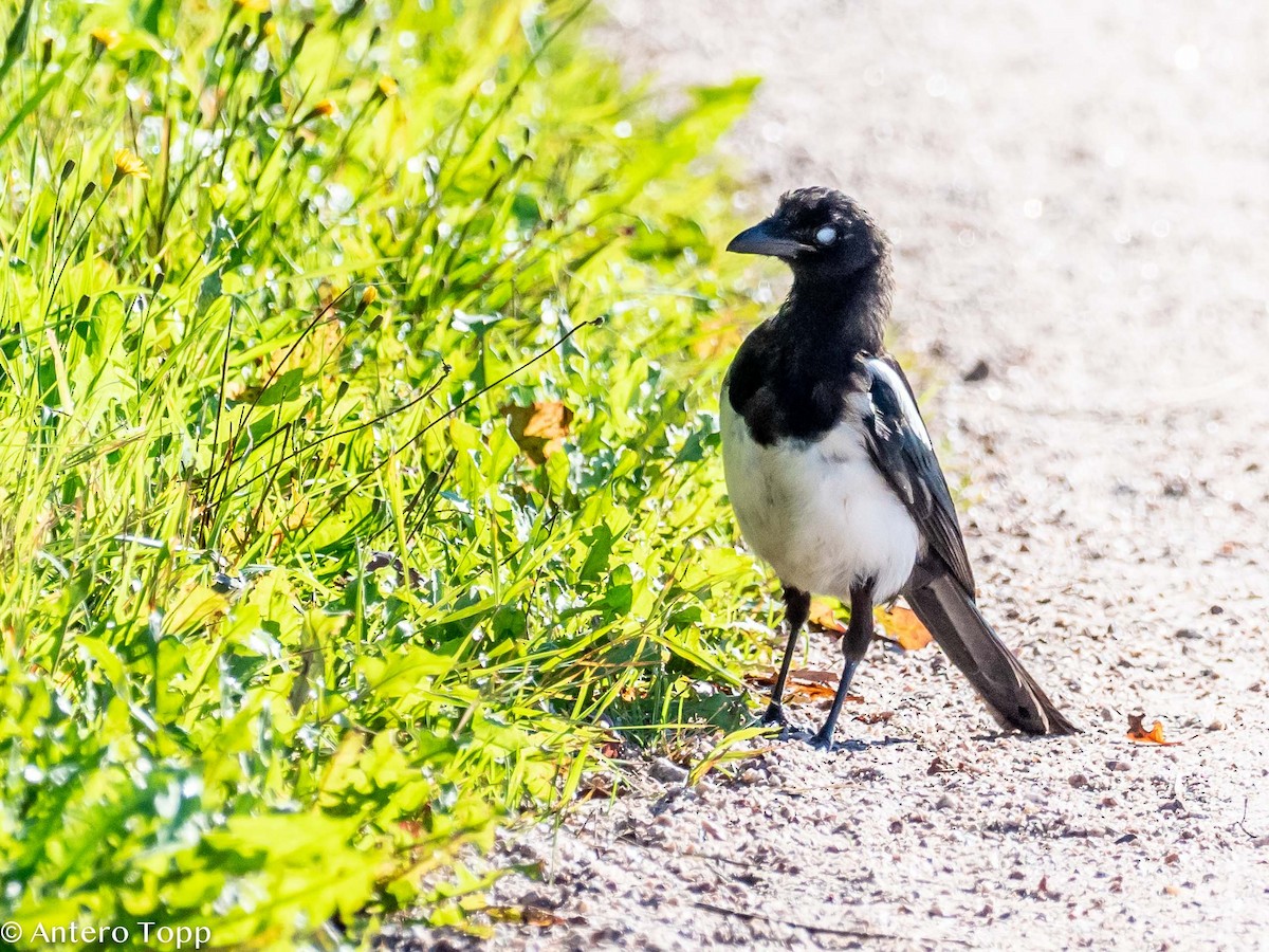 Eurasian Magpie - ML259614571