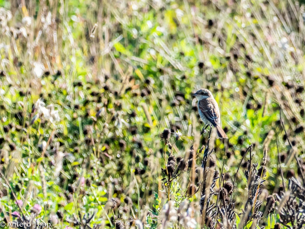 Red-backed Shrike - ML259614631