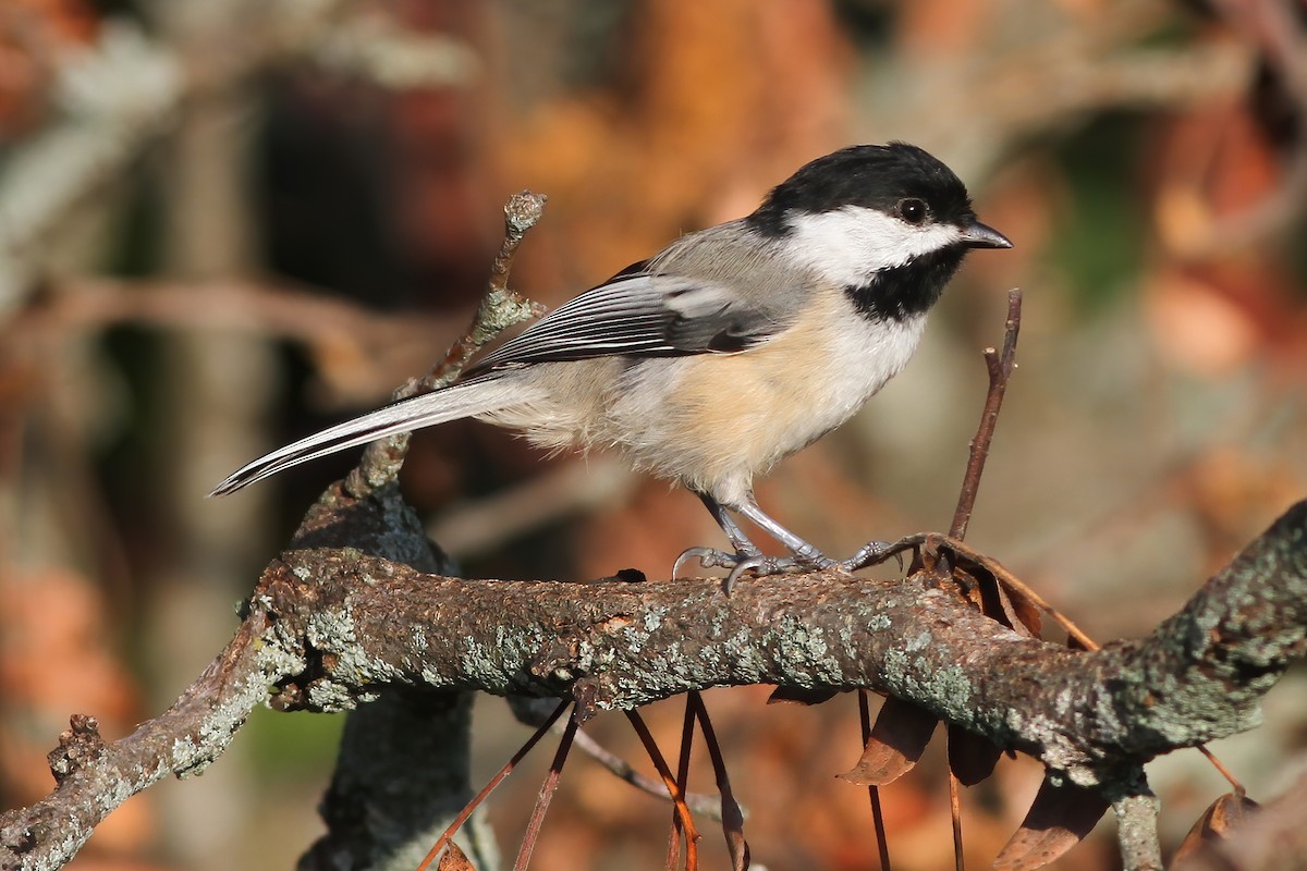 Black-capped Chickadee - ML259615061