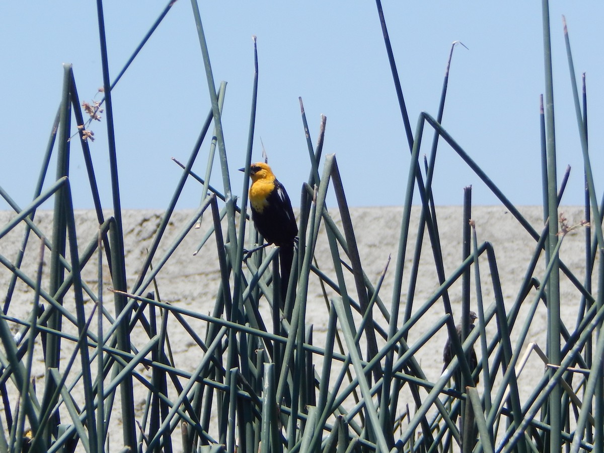 Tordo Cabeciamarillo - ML259615101