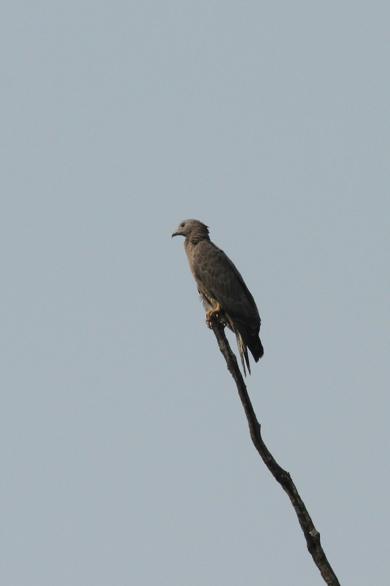 Oriental Honey-buzzard - Olivier Laporte