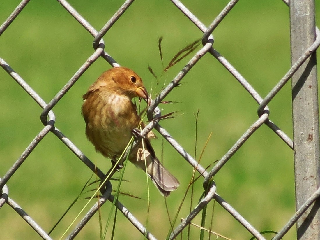 Passerin indigo - ML25961551