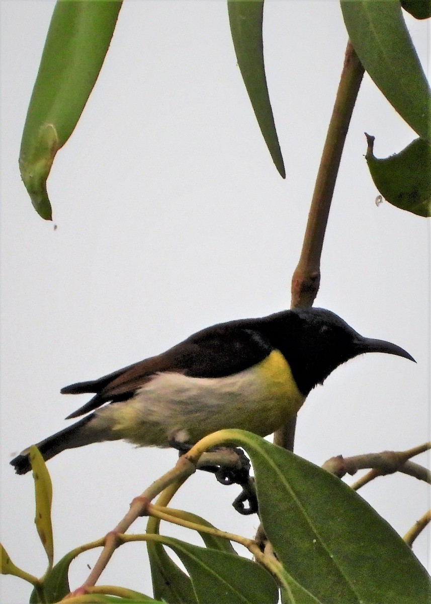 Purple-rumped Sunbird - ML259616501