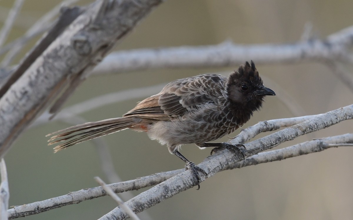 Red-vented Bulbul - Mohamed  Almazrouei