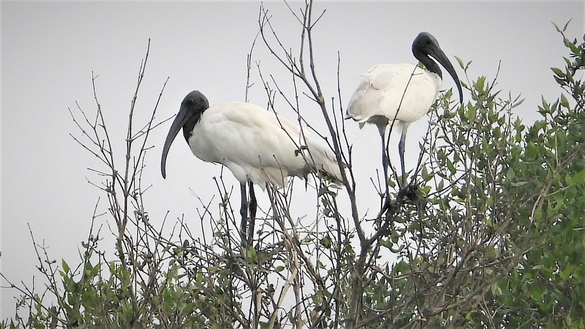 ibis černohlavý - ML259618151