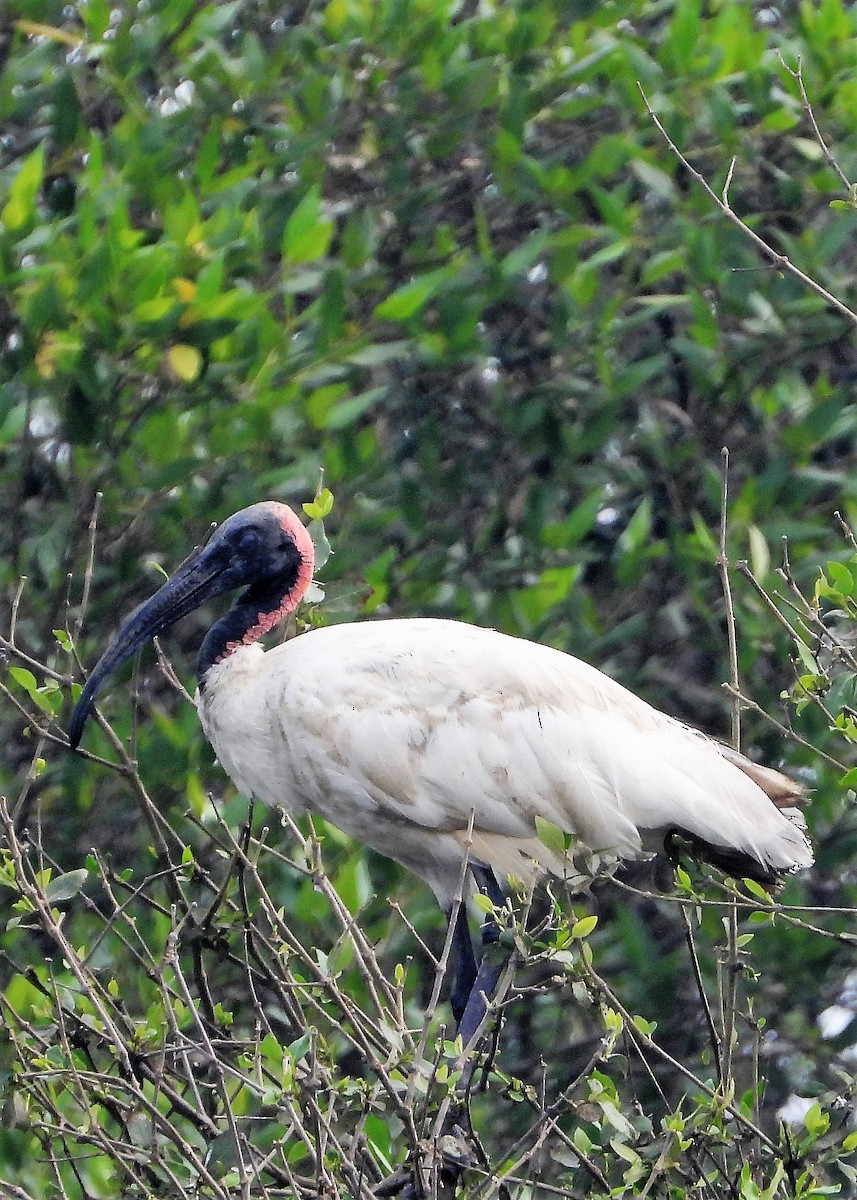 ibis černohlavý - ML259618201
