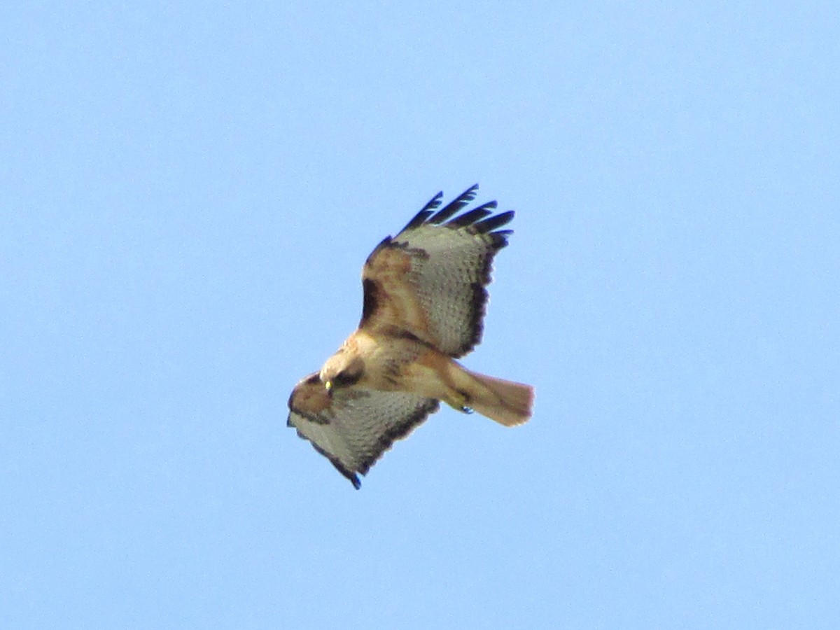 Red-tailed Hawk - ML25961831