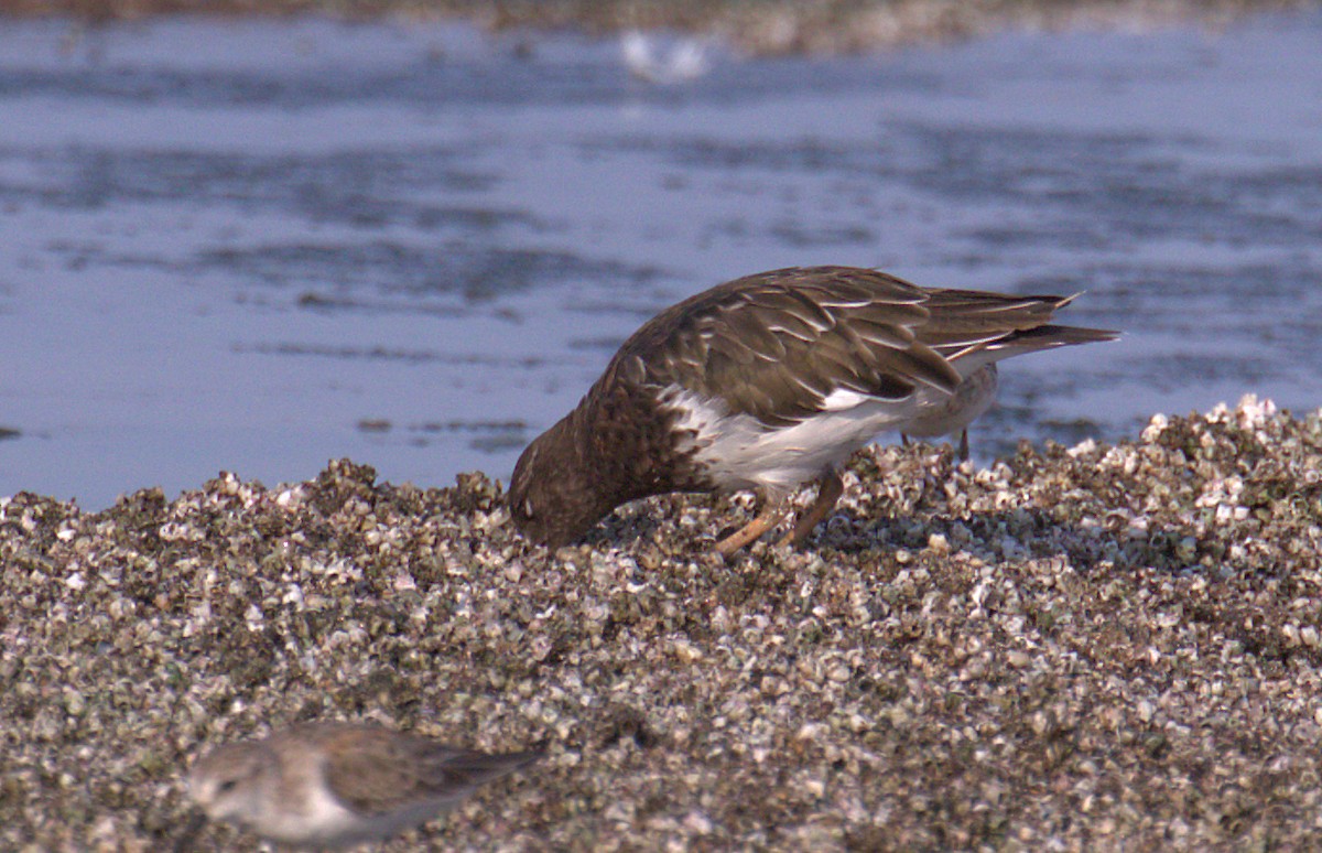 Black Turnstone - ML259619211