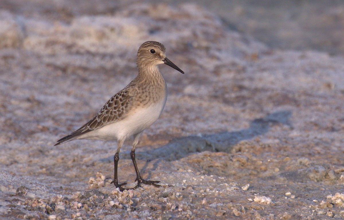 Baird's Sandpiper - ML259619231