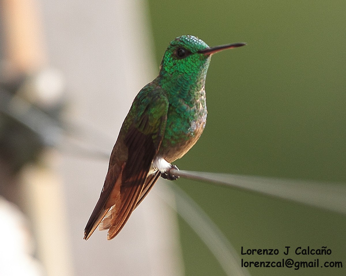 Green-bellied Hummingbird - Lorenzo Calcaño