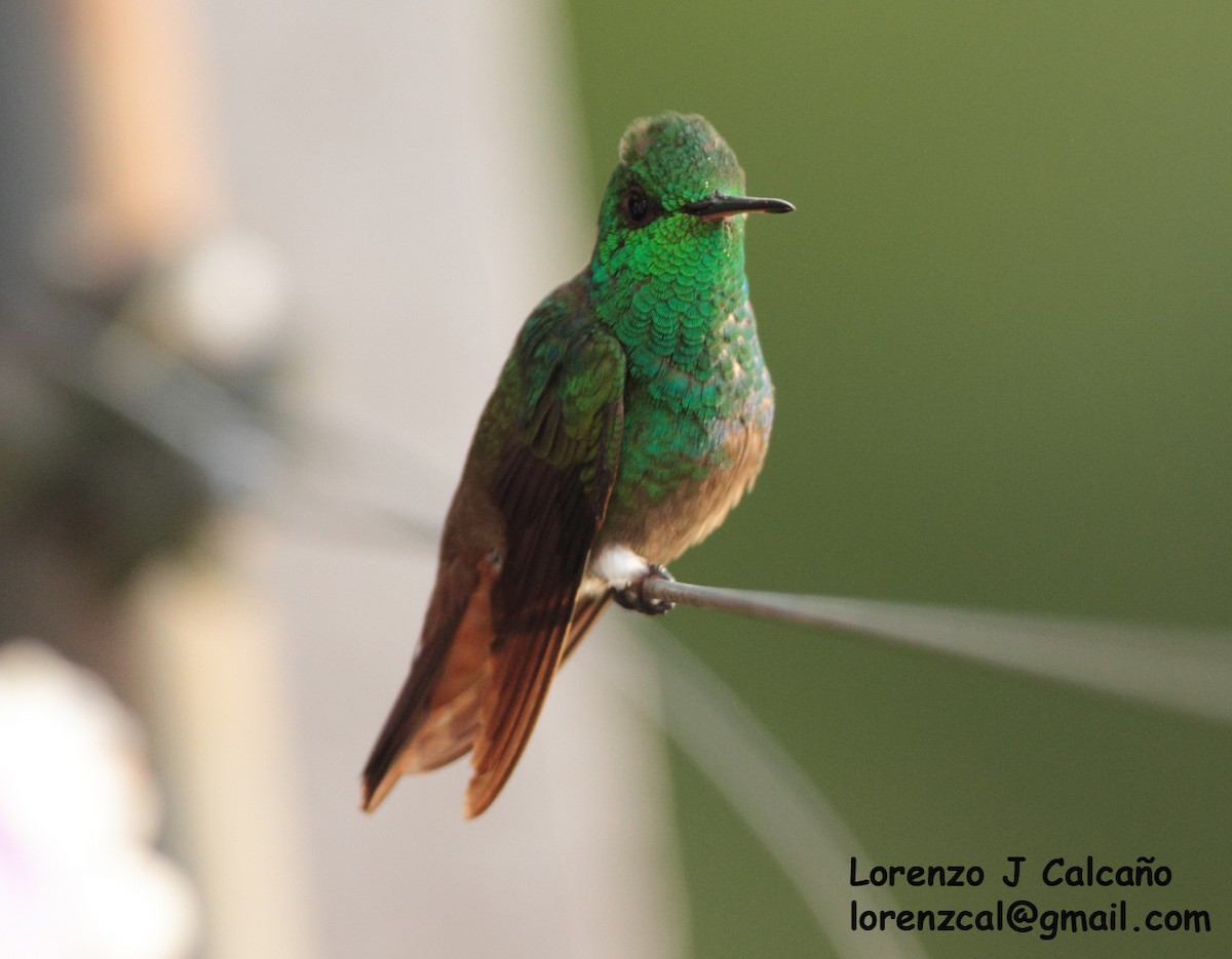 Green-bellied Hummingbird - Lorenzo Calcaño