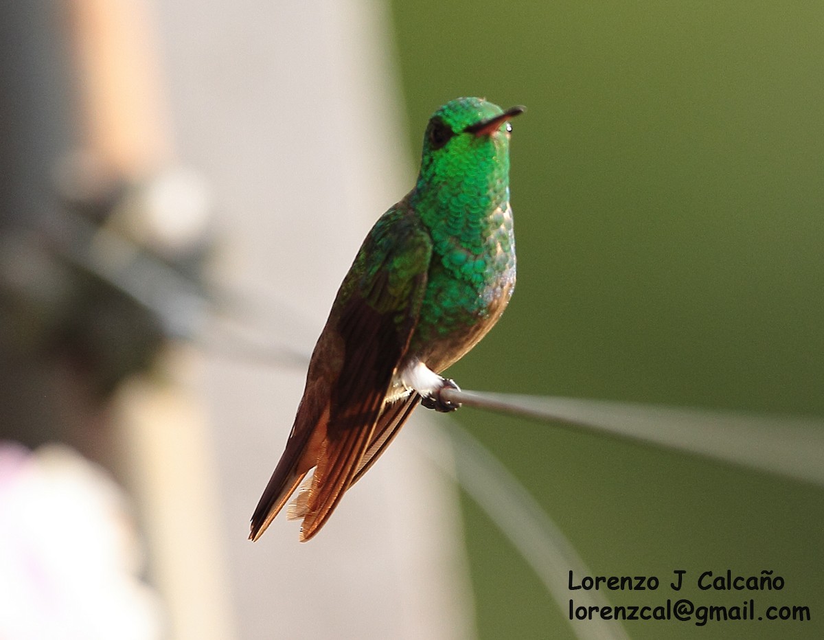 Green-bellied Hummingbird - Lorenzo Calcaño