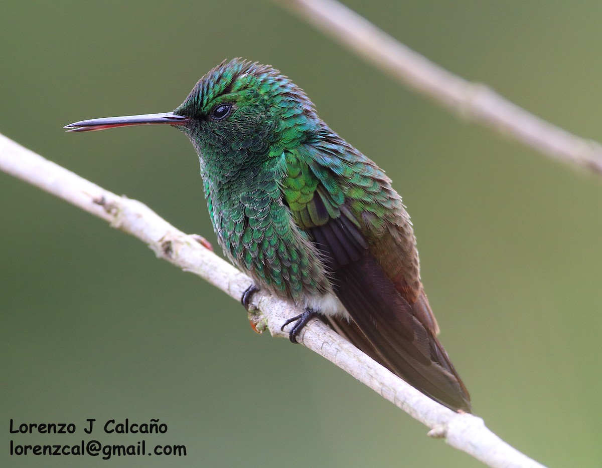 Green-bellied Hummingbird - ML259619391