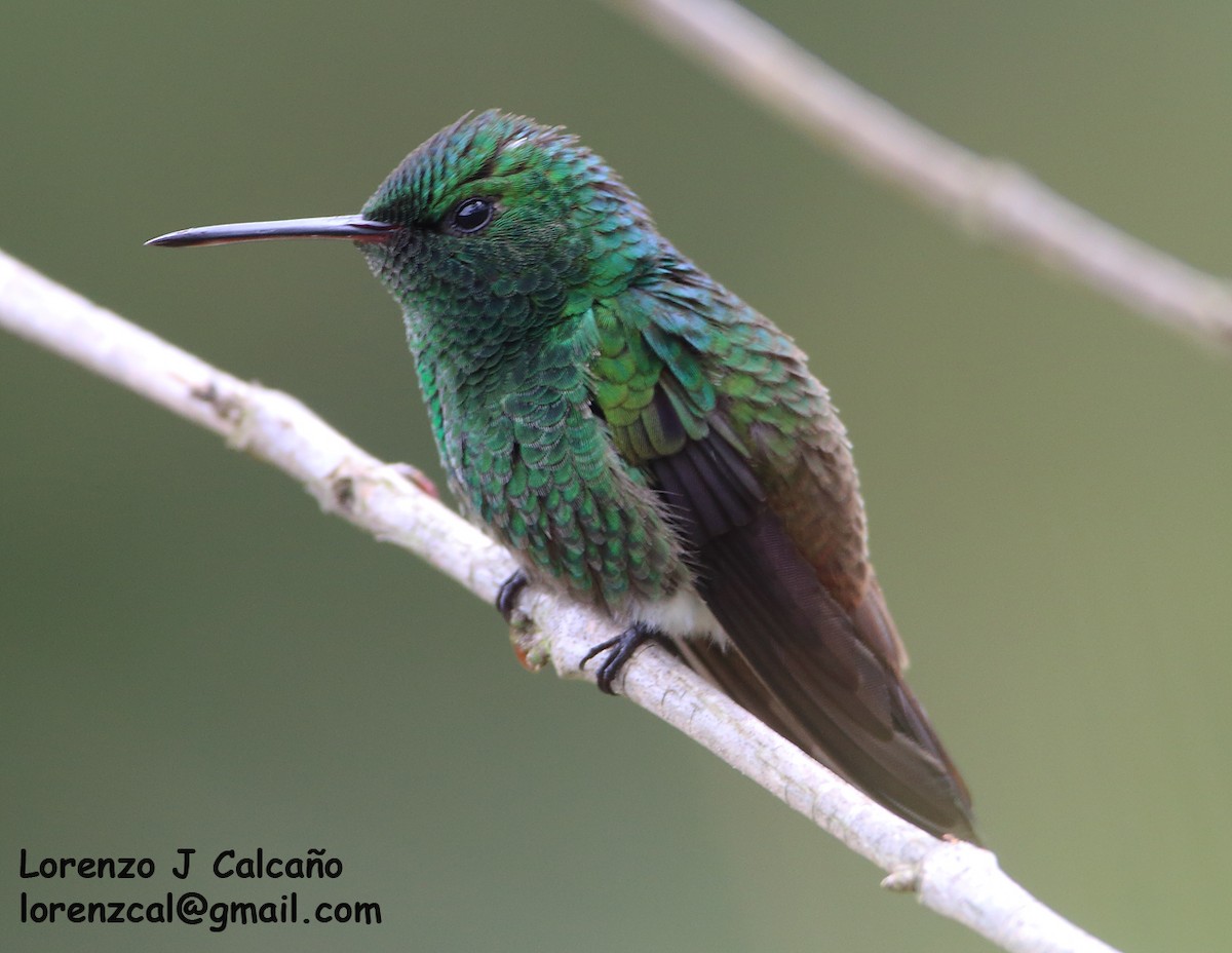 Green-bellied Hummingbird - Lorenzo Calcaño