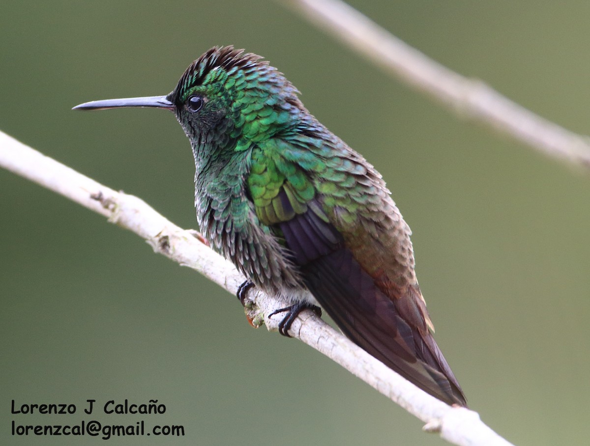 Green-bellied Hummingbird - Lorenzo Calcaño