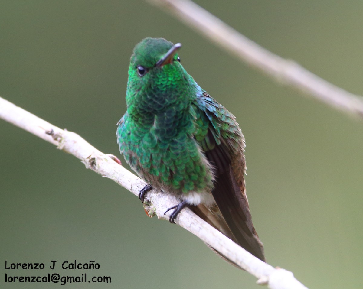 kolibřík zelenobřichý - ML259619451