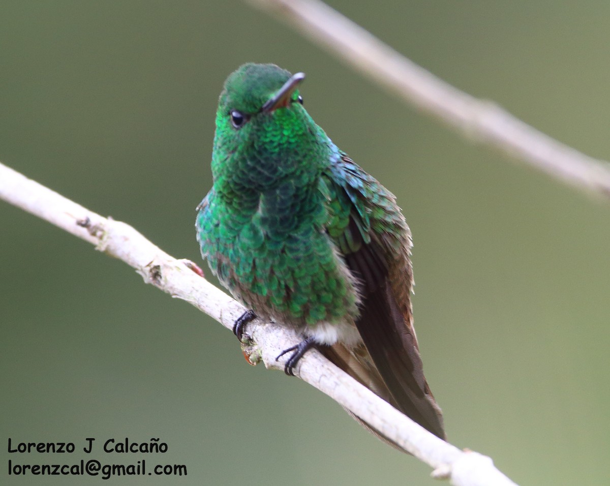 Green-bellied Hummingbird - ML259619451