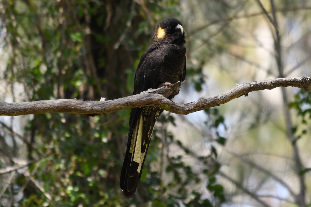 Yellow-tailed Black-Cockatoo - ML259620191
