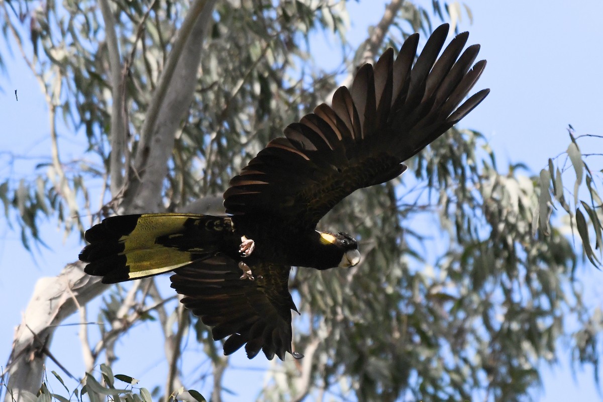 Yellow-tailed Black-Cockatoo - ML259620201
